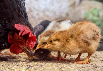 Chicken with chickens in the farmyard.