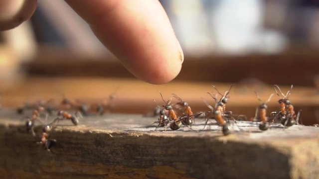 ants in a bee hive, ants are attacking the human finger