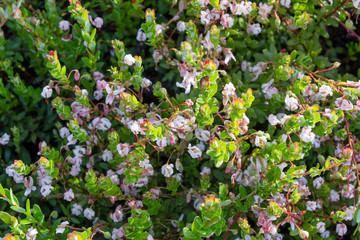 Vaccinium oxycoccos, known as small cranberry, bog cranberry or swamp cranberry. Flowering wild cranberries growing in bog