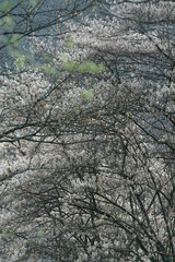 Spring forest backlight seasons specific