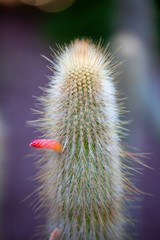 Cactus con apéndice rojo