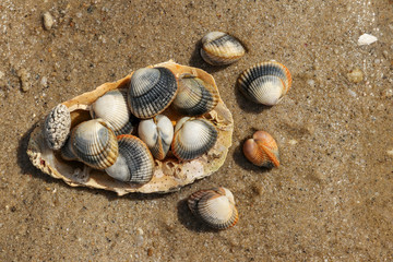 Fototapeta na wymiar Common cockles on the sand - edible saltwater clams