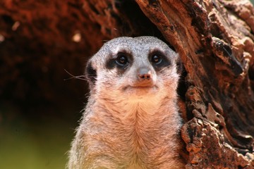 Fototapeta premium Meerkats are good hunters and show attention to their surroundings