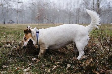 Mad Dog - Jack Russell Terrier - obrazy, fototapety, plakaty