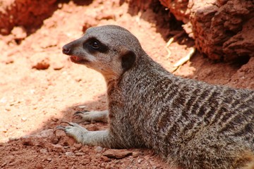 the sentinel meerkat shows sharp claws sitting on the ground