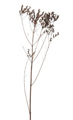 Dry field grass with seeds isolated on white background and texture, clipping path © dule964