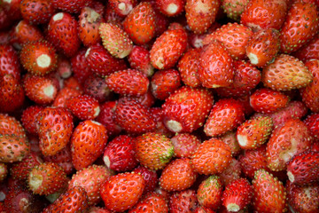 Ripe red berries. Woodland Strawberry (Fragaria vesca).
