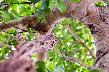Viñales Vinales Kuba