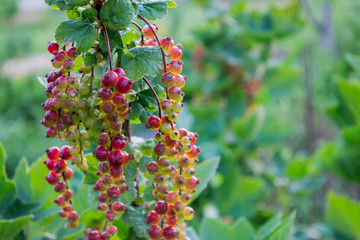 Red Currant hanging on a bush in the garden.