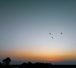 birds in the sunset scenery view, nature photography