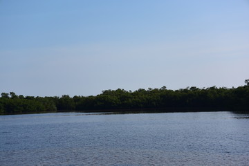 lake and trees