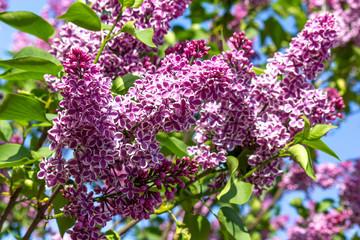 Branch of spring blossoming purpure pink lilac with green leafs. Closeup lilac. Background of flowers. Nature and plants