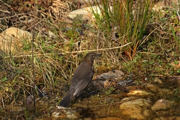 Weibliche Amsel (Turdus merula) sammelt Nistmaterial am Gartenteichufer