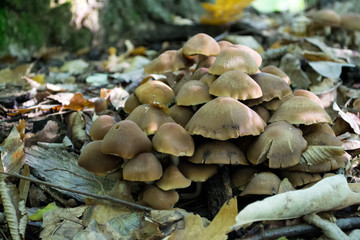 Forest mushrooms on a rotting tree trunk with moss. A group of poisonous mushrooms (fungus, toadstools) and moss on rotten stump