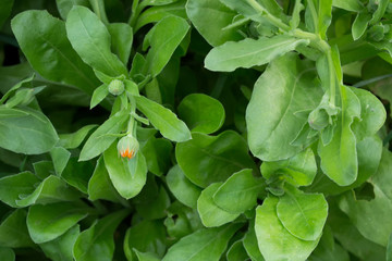 Summer background with growing flowers calendula.