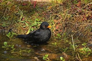 Badende männliche Amsel (Turdus merula) im Gartenteich