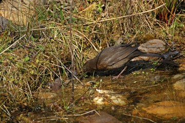 Weibliche Amsel (Turdus merula) sammelt Nistmaterial am Gartenteichufer