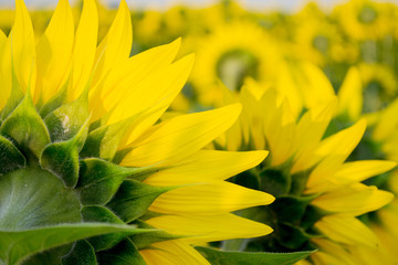 Sunflower natural background. Sunflower blooming. Close-up of sunflower.