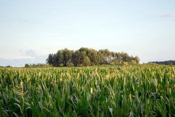 A green field of corn.