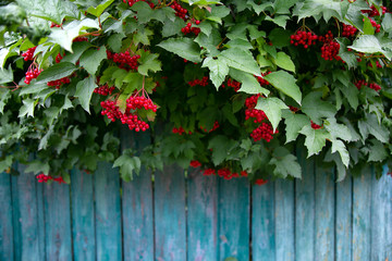 Fototapeta premium viburnum on a green tree in early autumn for your design or wallpaper