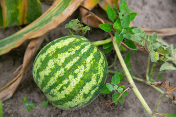 green beautiful watermelon in the garden for farm advertising design
