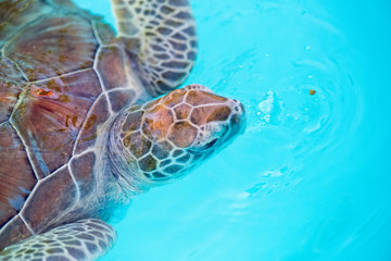 Fototapeta premium Kuba Turtle