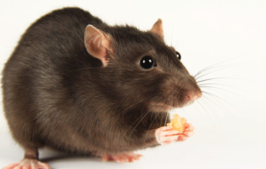 A mouse rat holds cheese in its paws. Eats cheese on a white background. Rat - a symbol of the Chinese New Year