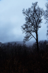 Obraz na płótnie Canvas Mood Shadows of Silhouetted Trees in the Dark Misty Forest