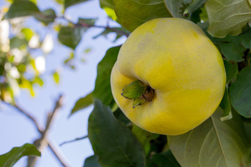 Closeup of apple quince fruits among lush green foliage on tree branches. Fresh quinces on tree. Harvest concept. Many ripe quinces, close up