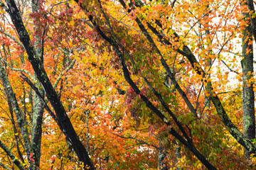 Stunning Colors of Autumn Hidden Deep in the Green Forest