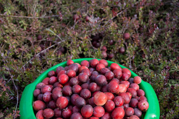 Vaccinium oxycoccos is also known as small cranberry, bog cranberry, swamp cranberry. Harvest wild berries. Fresh un-picked cranberries in a cranberry field. Cranberries on small green branches