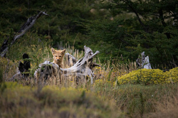 Fox Torres del Paine National Park Chile 