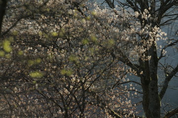 Spring forest backlight seasons specific