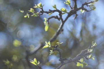  young leaves on an apple tree