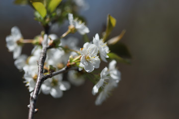 Blooming cherry tree in spring