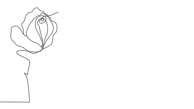 Self, drawing, animation continuous single drawn one line rose, flower