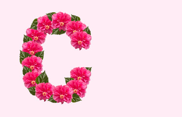 Pink Hibiscus Flower Alphabet C on isolated Background. Beautiful China Rose flower letter. Beautiful Double headed Pink Hibiscus Flower font