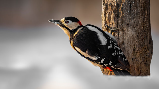 great spotted woodpecker in Winter