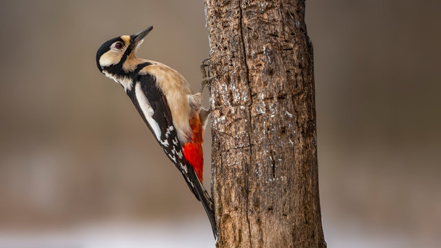 great spotted woodpecker full side portrait