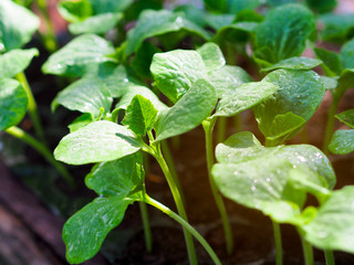 Pumpkin seedling plants with water drop on leaves growing in the seedling tray in the spring season for freshness or green nature concept.