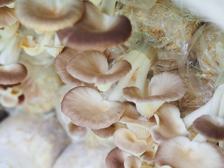 Indian oyster or lung oyster mushroom in a farming bag.