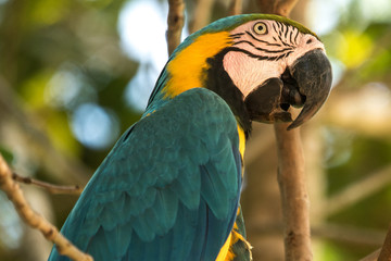 Arara