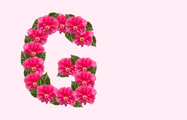 Pink Hibiscus Flower Alphabet G on isolated Background. Beautiful China Rose flower letter. Beautiful Double headed Pink Hibiscus Flower font