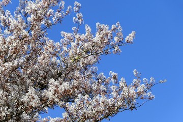White blossom at tree branches, bright blue sky background, springtime