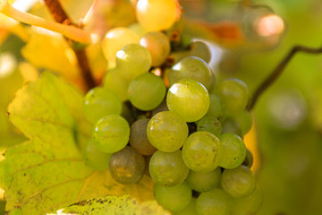 Weintraube an der Rebe / Nahaufnahme