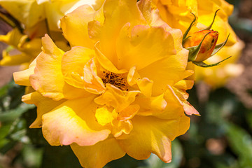 Gelbe Edelrosenblüte