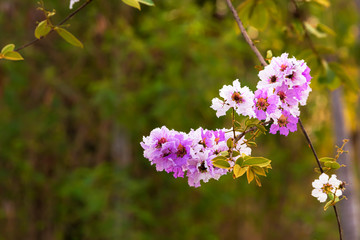 pink flowers in the garden