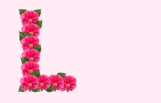 Pink Hibiscus Flower Alphabet L on isolated Background. Beautiful China Rose flower letter. Beautiful Double headed Pink Hibiscus Flower font
