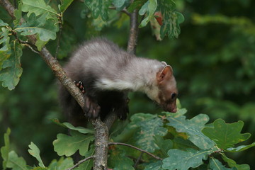 European pine marten (Martes martes) playing and posing on camera