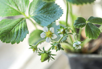 Close up of a green strawberry